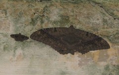 Lepidoptera