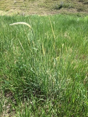 Psathyrostachys juncea