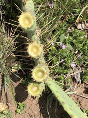 Opuntia pyrocarpa