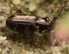 Bembidion obliquum
