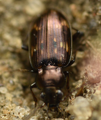 Bembidion obliquum
