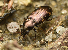 Bembidion obliquum