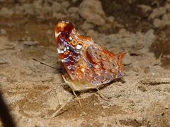 Hypanartia trimaculata