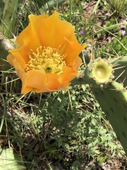 Opuntia pyrocarpa