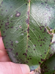 Ruptoseptoria unedonis