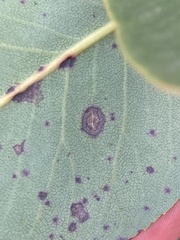 Ruptoseptoria unedonis