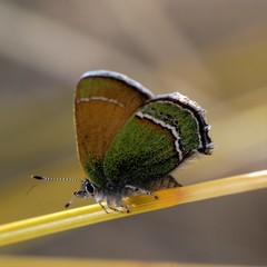 Callophrys mcfarlandi