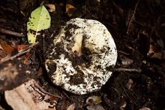 Russula fuegiana