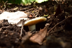 Russula fuegiana