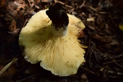 Russula fuegiana