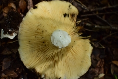 Russula fuegiana