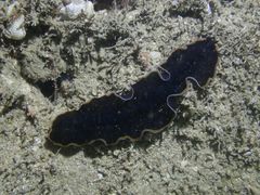 Pseudobiceros hancockanus