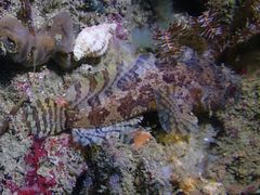 Batrachomoeus trispinosus