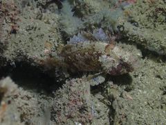 Centrogenys vaigiensis