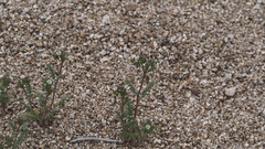 Phacelia affinis