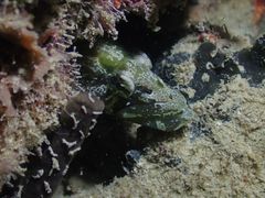 Congrogadus subducens
