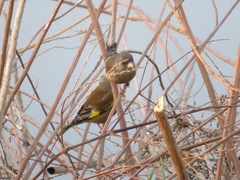 Chloris sinica
