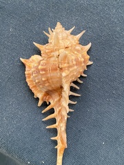 Vokesimurex ruthae