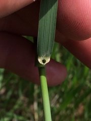 Psathyrostachys juncea