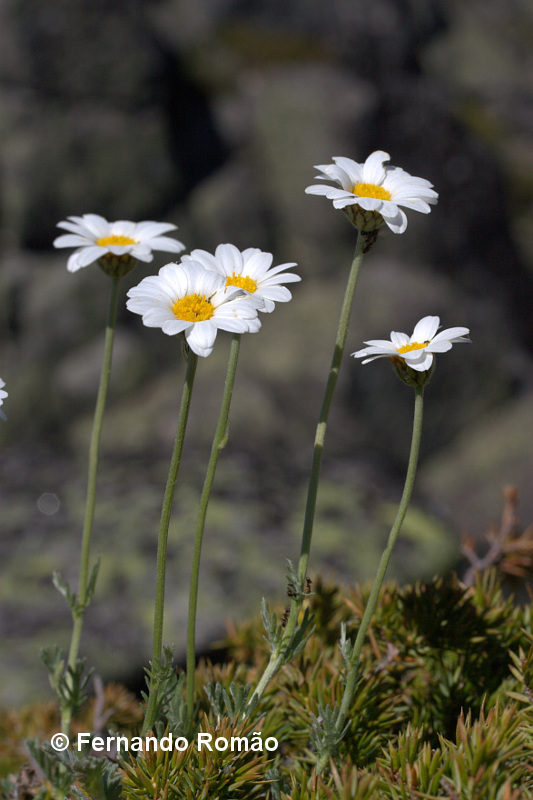 Phalacrocarpum oppositifolium