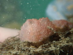 Distaplia