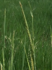 Psathyrostachys juncea