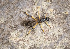 Xorides australiensis