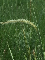 Psathyrostachys juncea