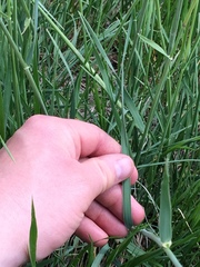 Psathyrostachys juncea