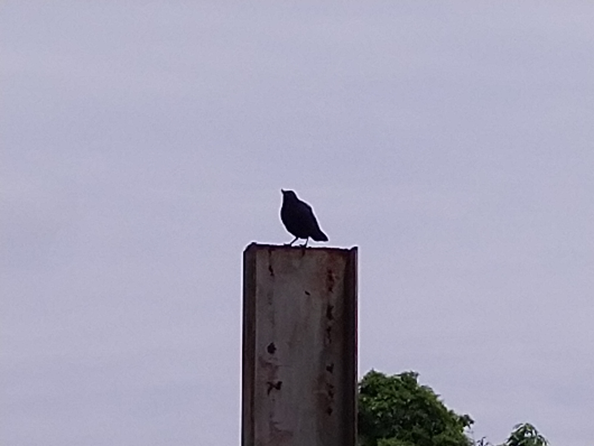 Taiwan Whistling Thrush
