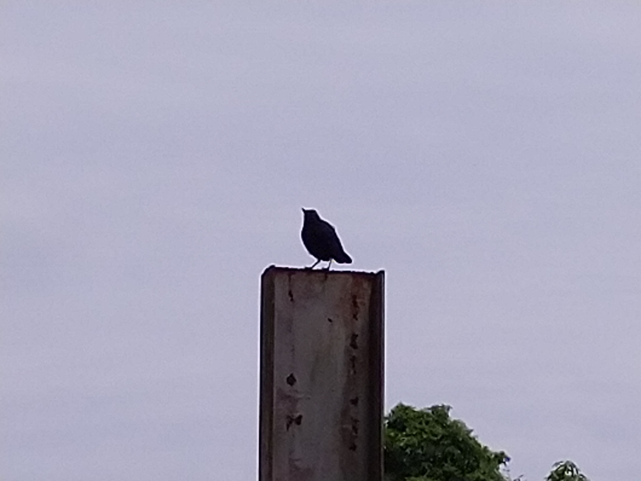 Taiwan Whistling Thrush