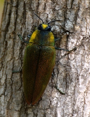 Steraspis