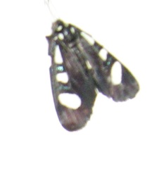 Alypiodes bimaculata