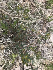 Euphorbia lurida