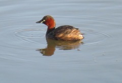 Tachybaptus ruficollis