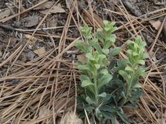 Puccinia monoica