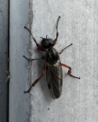 Bibio xanthopus