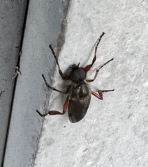 Bibio xanthopus