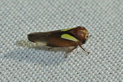Balcanocerus provancheri