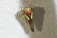 Balcanocerus provancheri