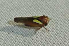 Balcanocerus provancheri
