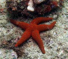 Fromia polypora