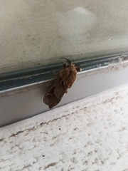 Lepidoptera