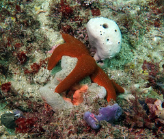 Fromia polypora
