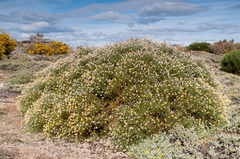 Echinospartum ibericum