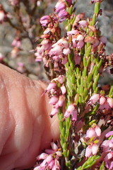 Erica rosacea