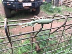 Sphodropoda quinquedens