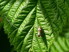 Adela australis