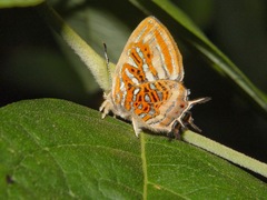 Sarota neglecta