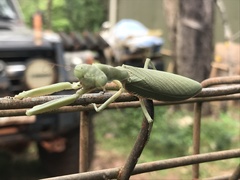 Sphodropoda quinquedens